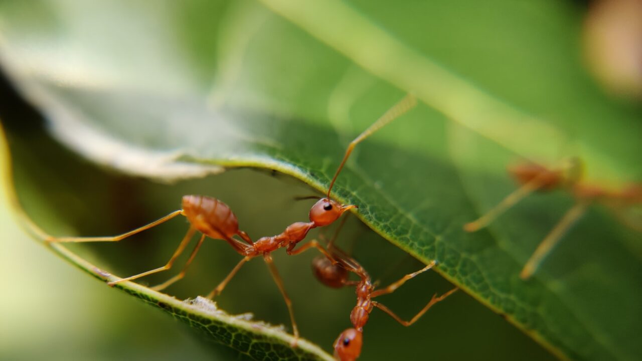 Ant Control Singapore