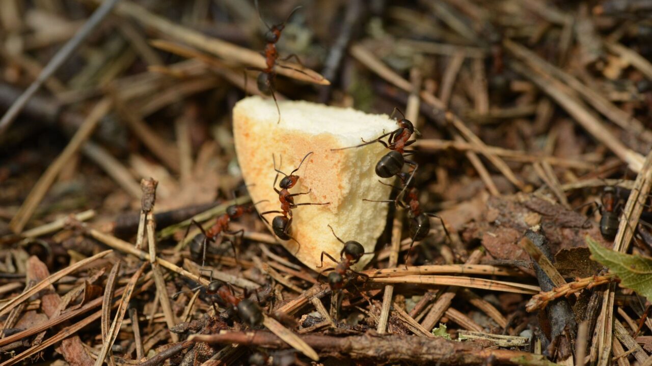 Are Ants Harmful? When Ants Become a Problem