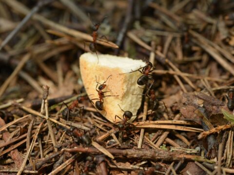 Are Ants Harmful? When Ants Become a Problem