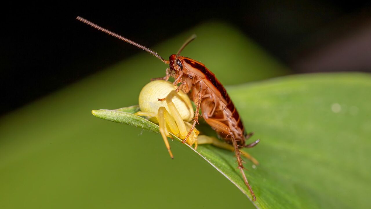 Are Cockroaches Dangerous? Health Risks Explained