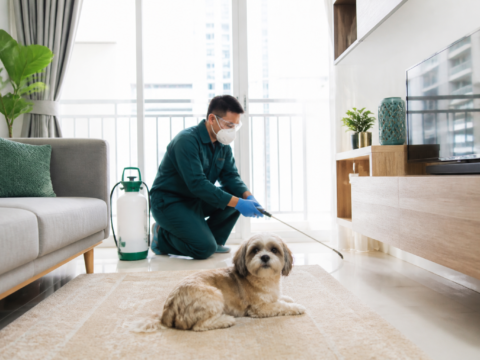 Are Pesticides Safe Around Pets? (Singapore)