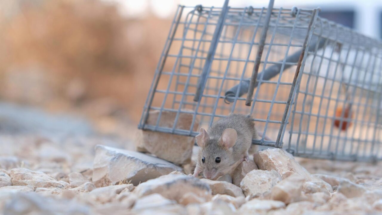 Are Rats Dangerous? Diseases & Risks (Singapore)