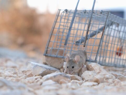 Are Rats Dangerous? Diseases & Risks (Singapore)