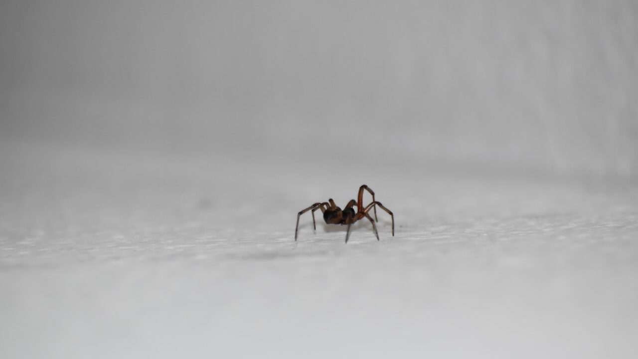 Are Spider Bites Dangerous in Singapore?