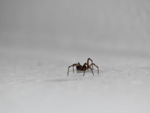 Are Spider Bites Dangerous in Singapore?