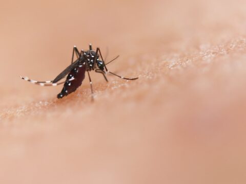 Bed Bug Bites vs Mosquito Bites: How to Tell Them Apart