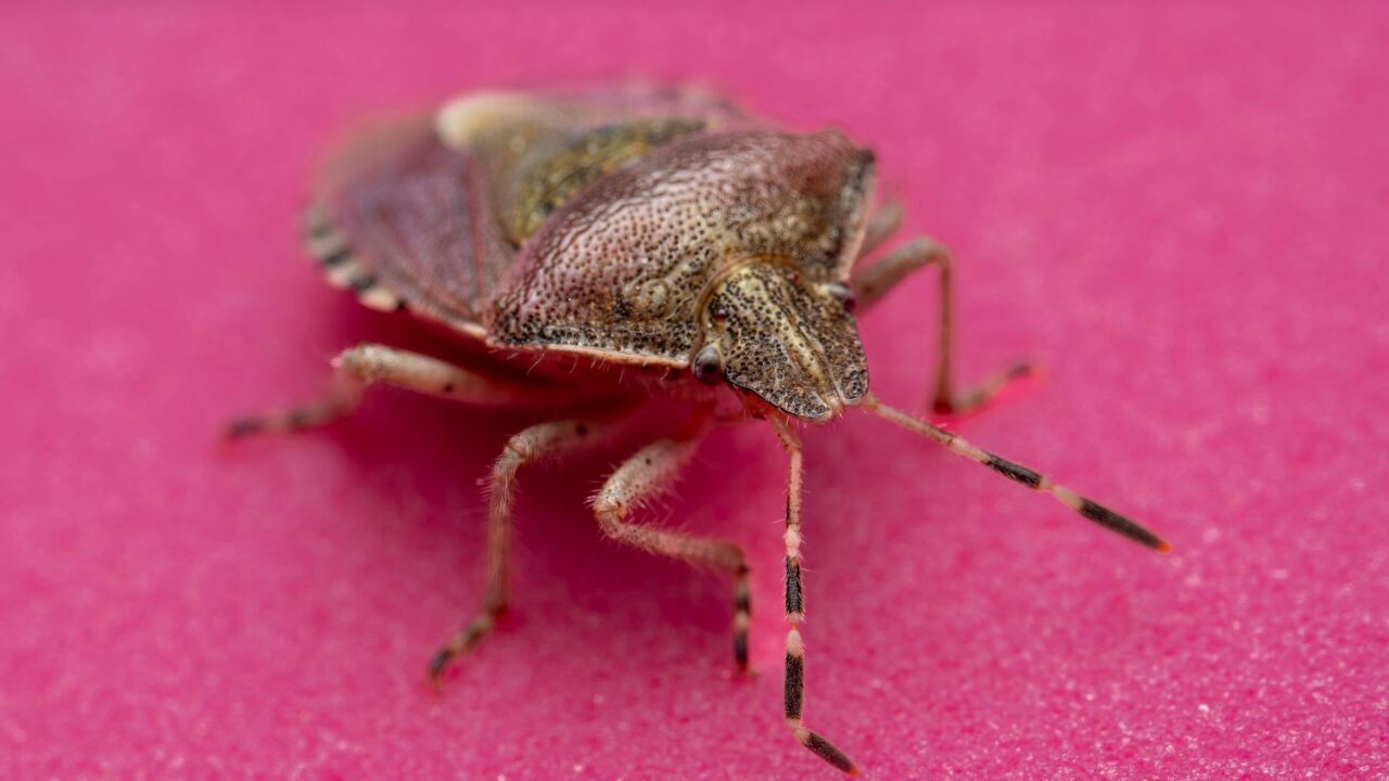 Bed Bug Treatment Cost in Singapore