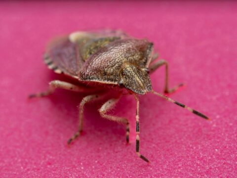 Bed Bug Treatment Cost in Singapore