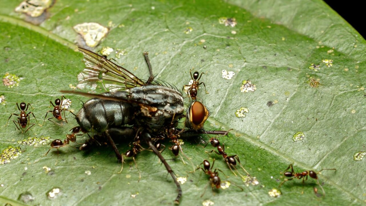 Best Ant Killer in Singapore: Gels, Baits & Sprays