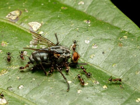 Best Ant Killer in Singapore: Gels, Baits & Sprays