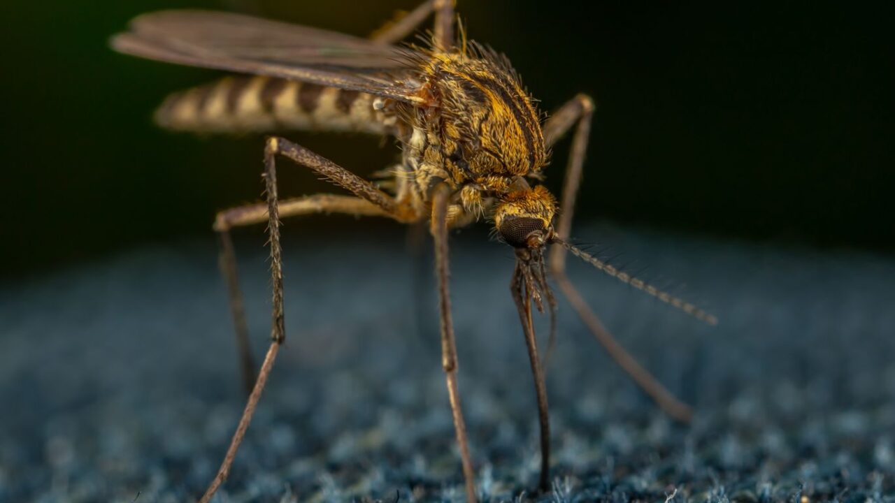Best Mosquito Killer Devices in Singapore (Do They Work?)