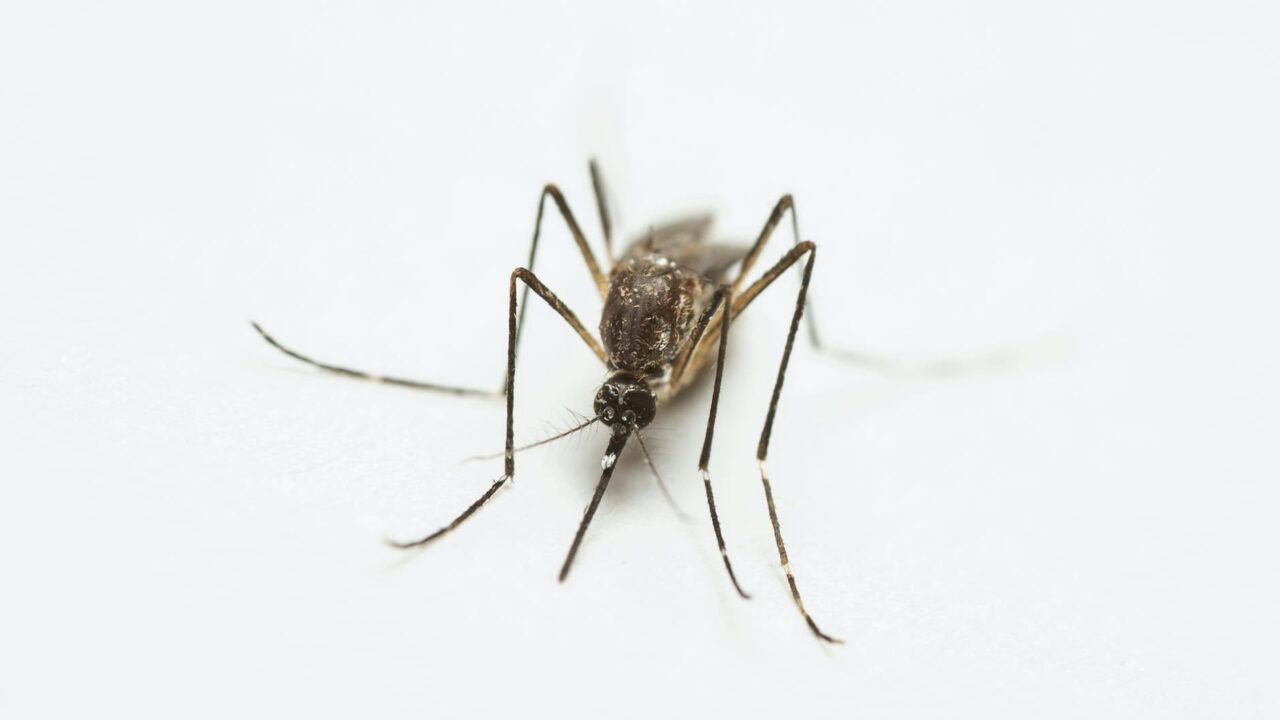 Mosquito Repellent for Babies & Kids: What's Safe?