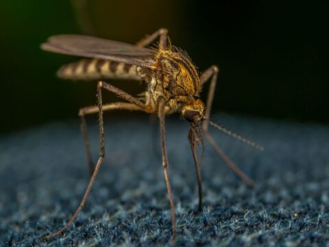 Best Mosquito Traps in Singapore: Do They Work?