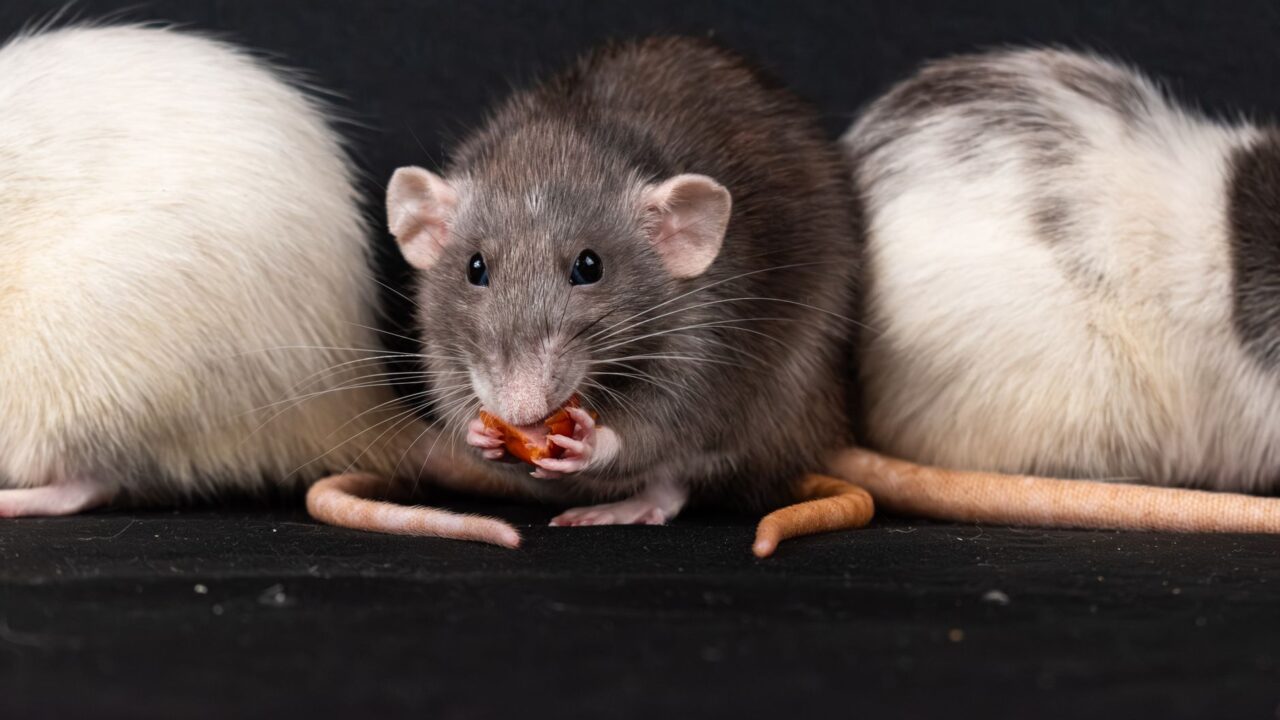Best Rat Poison & Bait in Singapore (Used Safely)