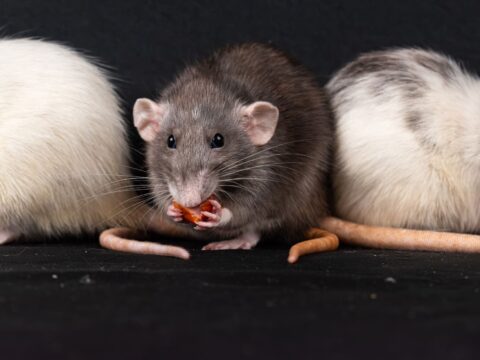 Best Rat Poison & Bait in Singapore (Used Safely)