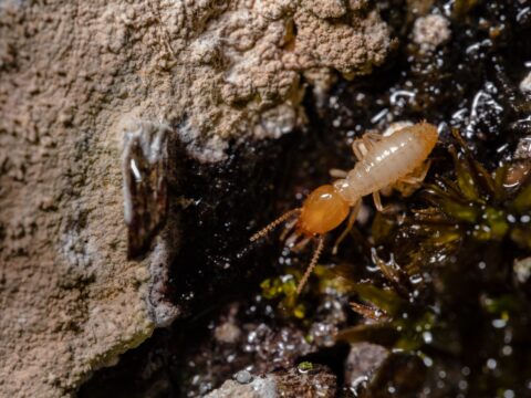 Termite Sprays & DIY Treatments: Do They Work?