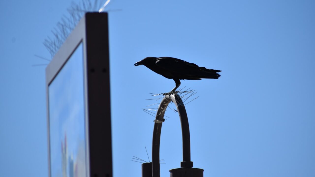 Bird Spikes vs Netting: Which Bird Deterrent Is Best?
