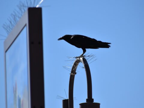 Bird Spikes vs Netting: Which Bird Deterrent Is Best?