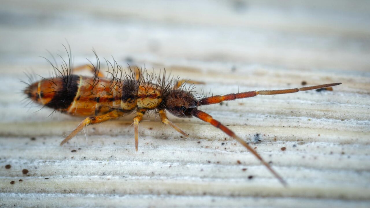 Booklice in Singapore: What They Are & How to Get Rid of Them