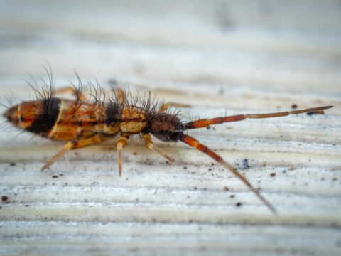 Booklice in Singapore: What They Are & How to Get Rid of Them