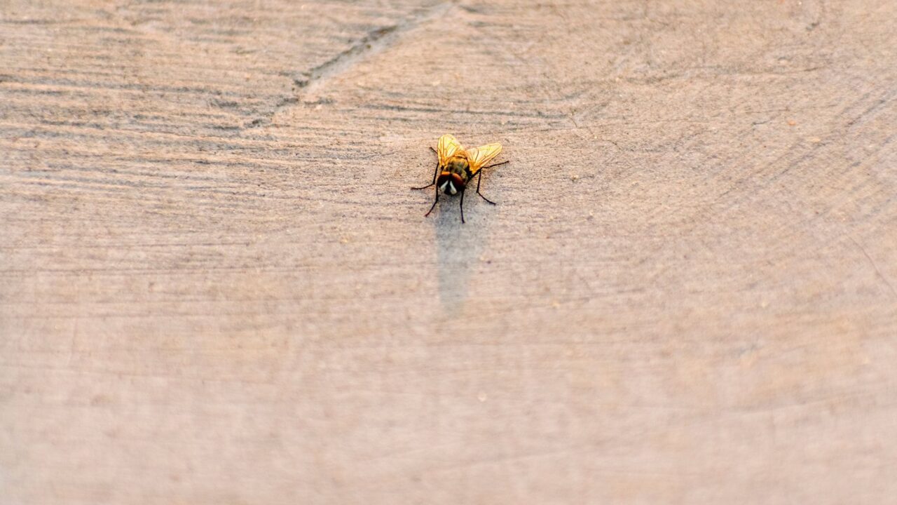 Can Bed Bugs Fly or Jump? (How They Really Travel)