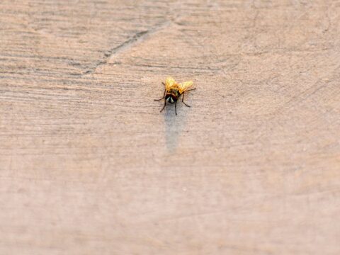 Can Bed Bugs Fly or Jump? (How They Really Travel)