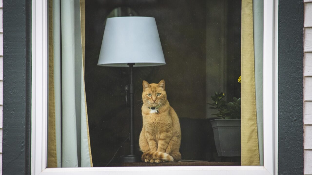 Window Mesh for Cats: Cat-Proof Your Windows (Singapore)