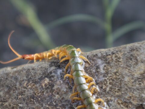 Centipede Bite: What to Do (Singapore)