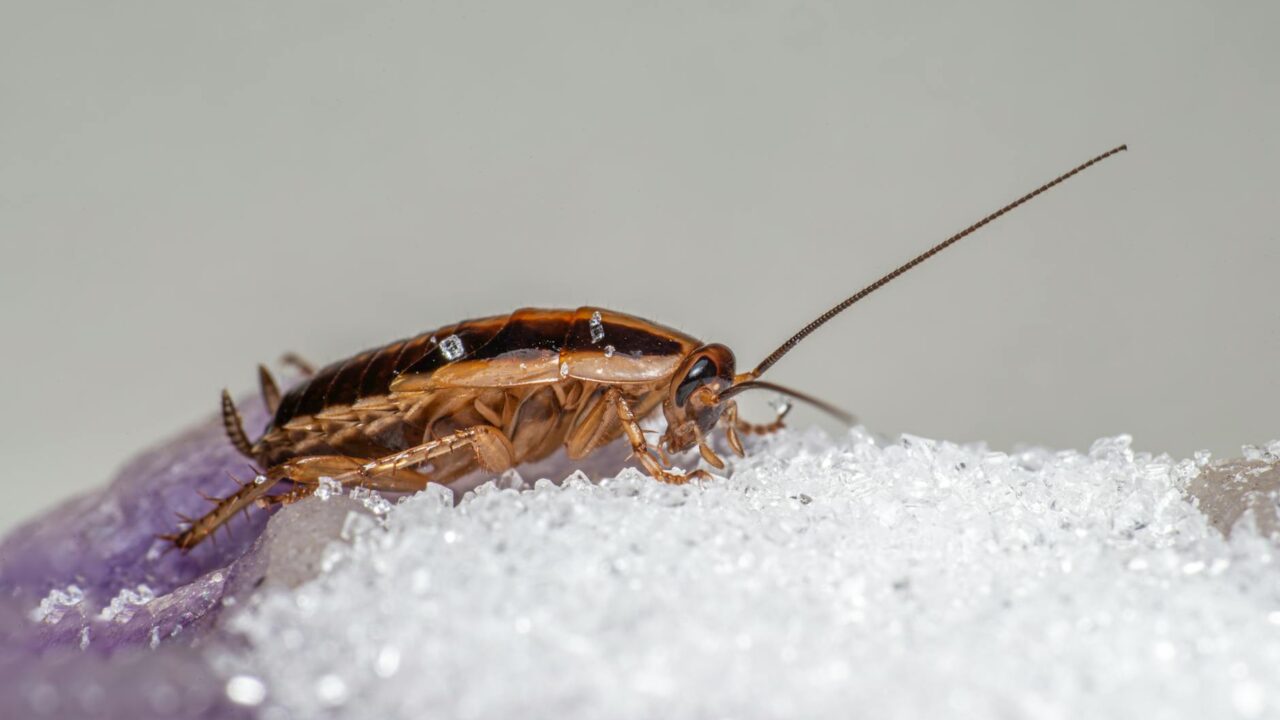 Signs of a Cockroach Infestation (and What to Do)