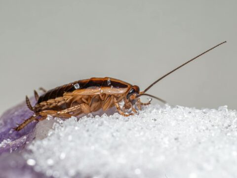 Signs of a Cockroach Infestation (and What to Do)
