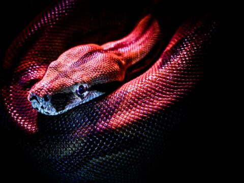Dangerous Snakes in Singapore: What to Know & Do