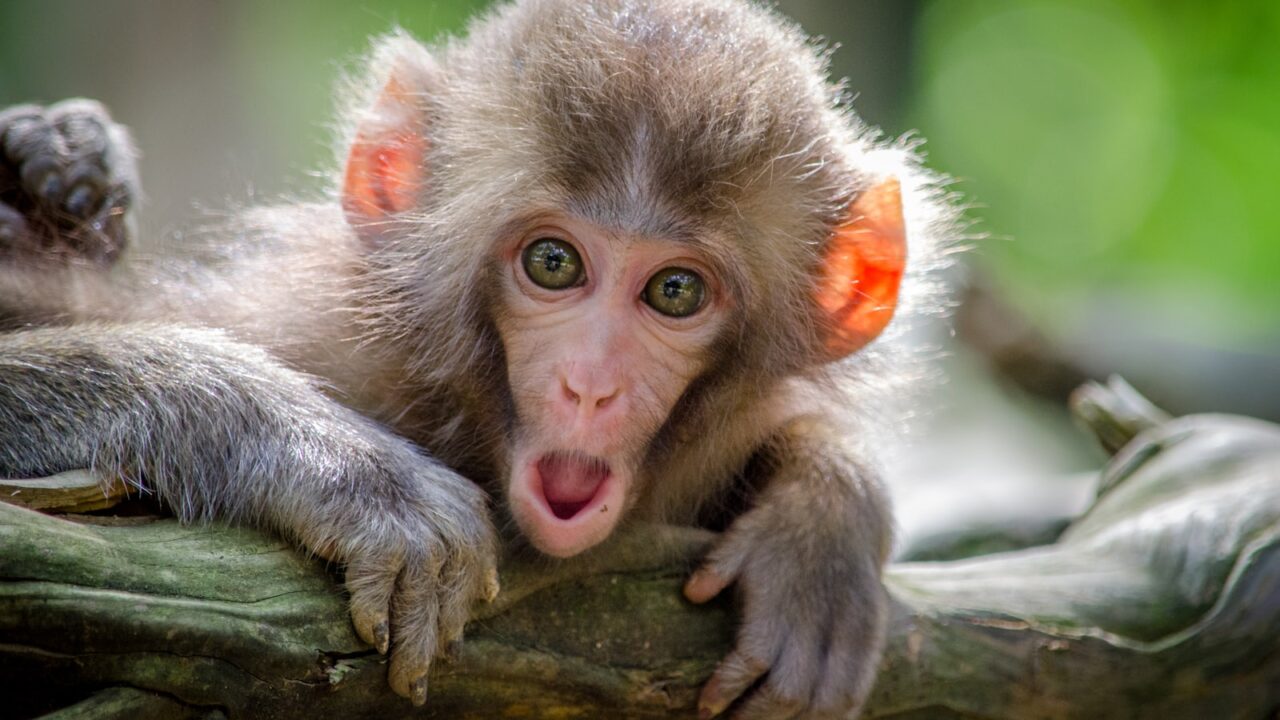 Dealing With Monkeys in Singapore (Macaques) Safely