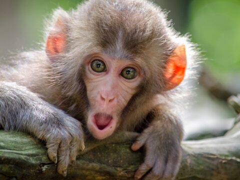 Dealing With Monkeys in Singapore (Macaques) Safely