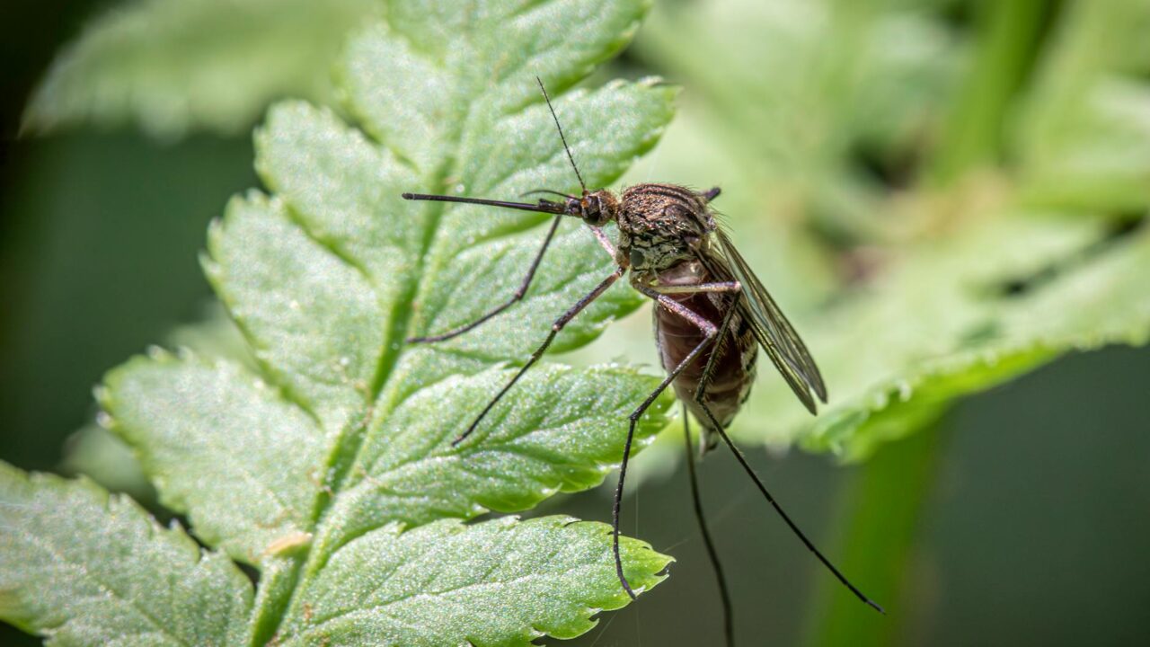 DEET vs Picaridin: Which Mosquito Repellent Is Better?