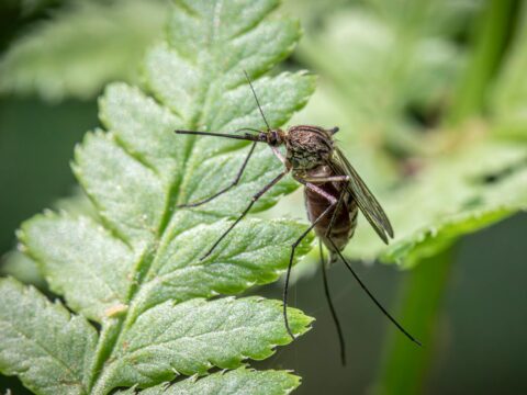 DEET vs Picaridin: Which Mosquito Repellent Is Better?