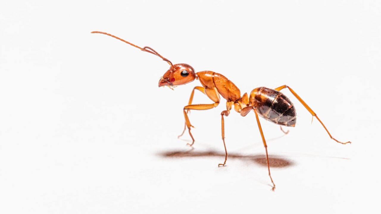 Does Vinegar Get Rid of Ants? (The Honest Answer)