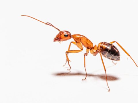 Does Vinegar Get Rid of Ants? (The Honest Answer)