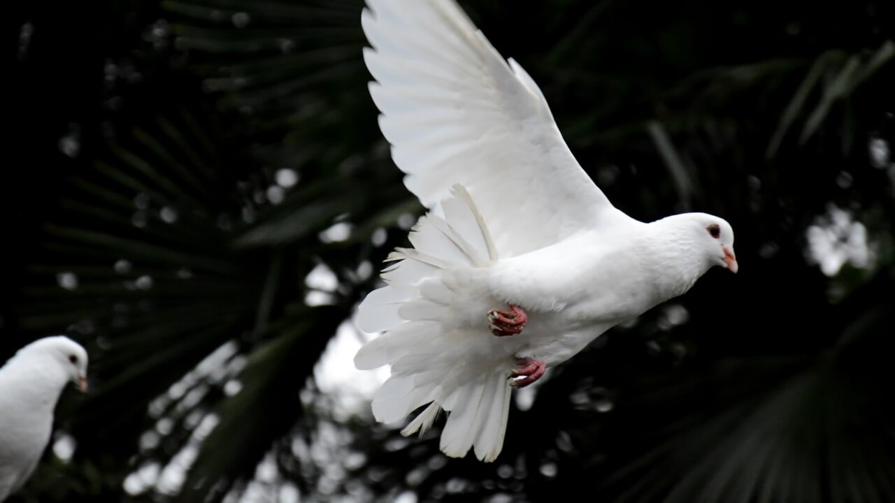 Dove vs Pigeon: How to Tell Them Apart (Singapore)