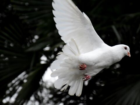 Dove vs Pigeon: How to Tell Them Apart (Singapore)