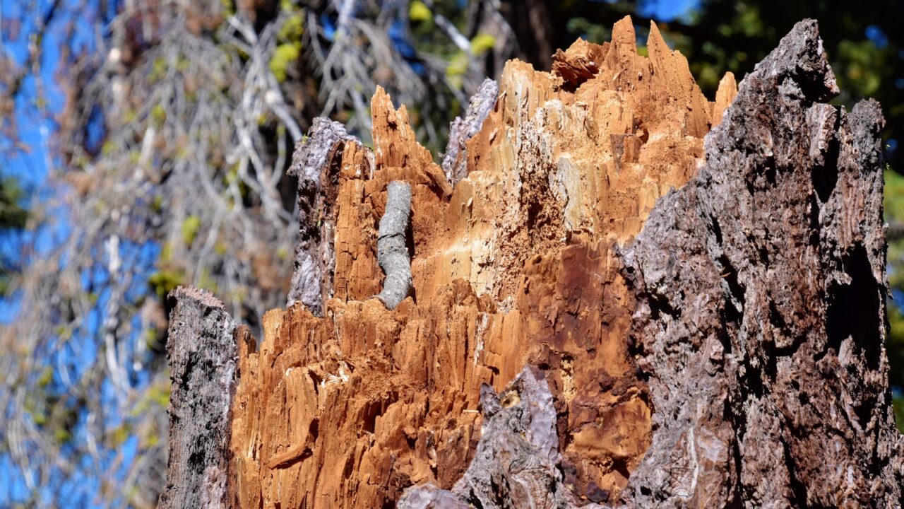 Drywood Termites in Singapore: Signs & Treatment
