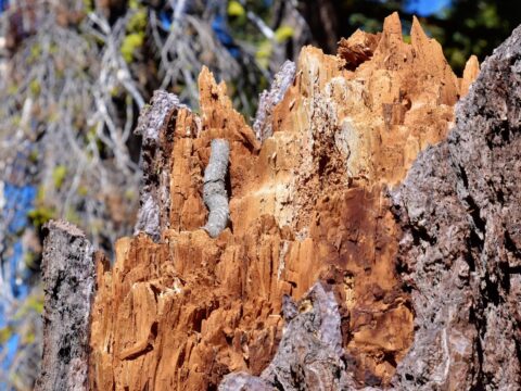 Drywood Termites in Singapore: Signs & Treatment