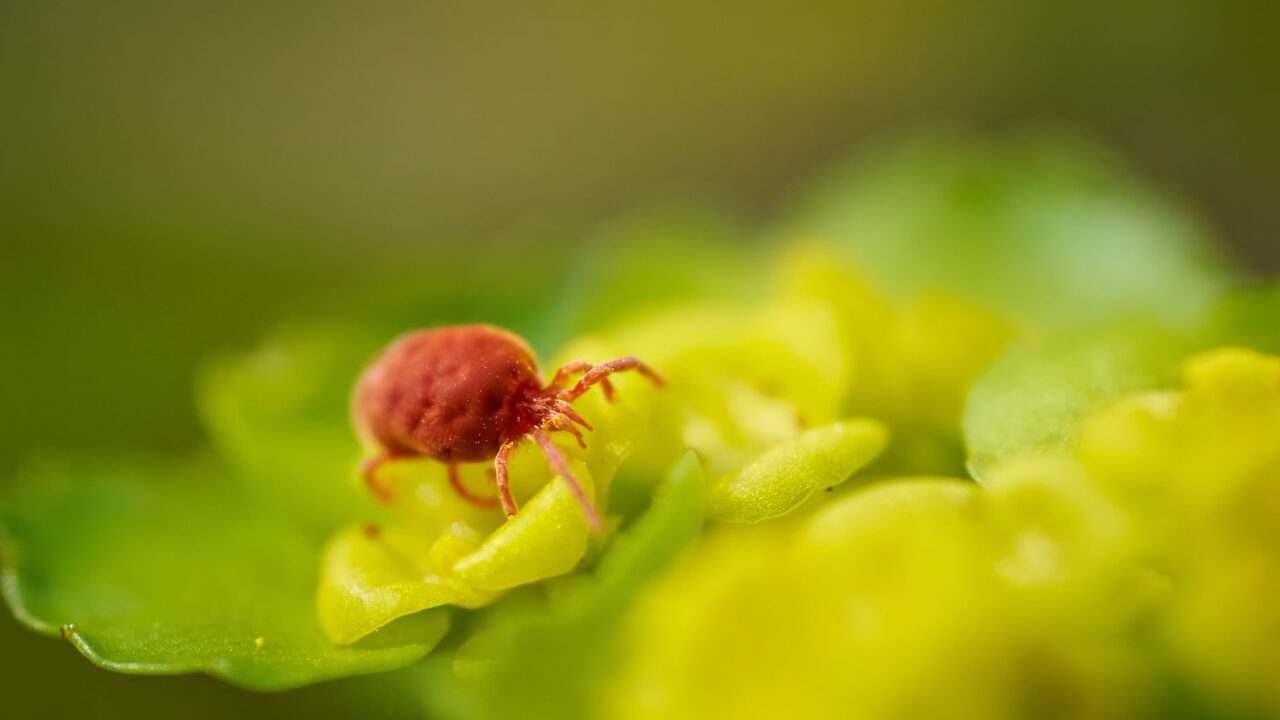 Dust Mites vs Bed Bugs: How to Tell the Difference