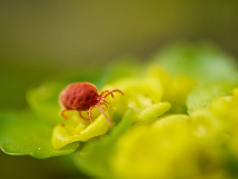 Dust Mites vs Bed Bugs: How to Tell the Difference