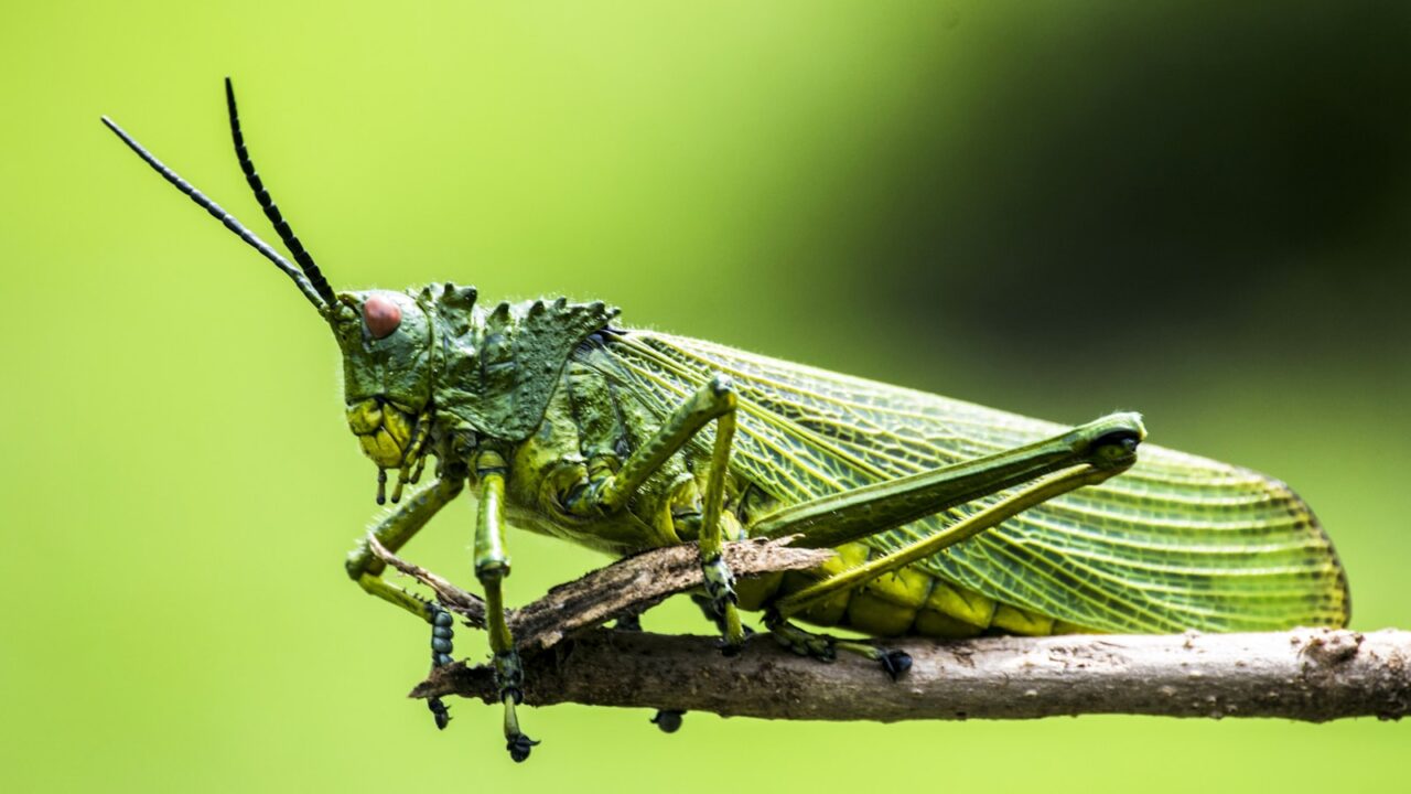 Essential Oils That Repel Insects (What Works)
