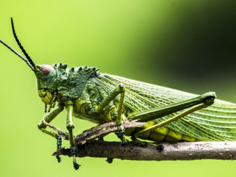 Essential Oils That Repel Insects (What Works)