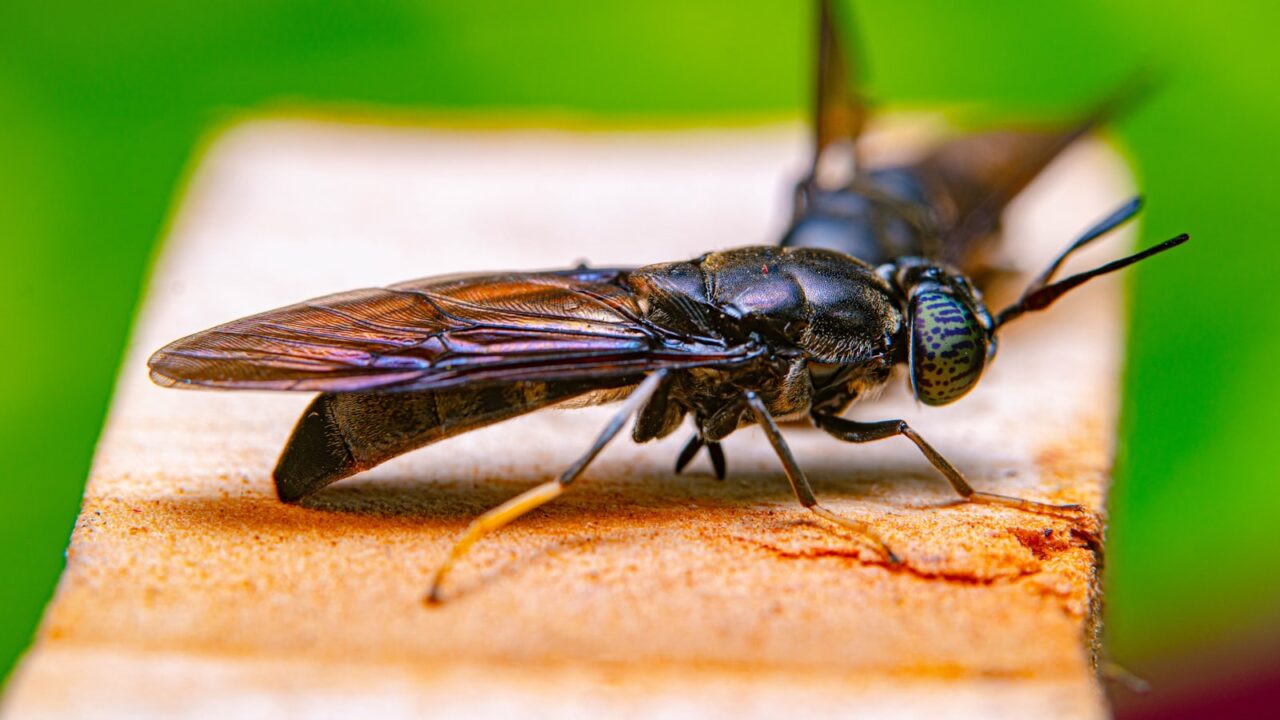 Flying Termites in Singapore: What They Mean & What to Do
