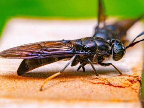 Flying Termites in Singapore: What They Mean & What to Do
