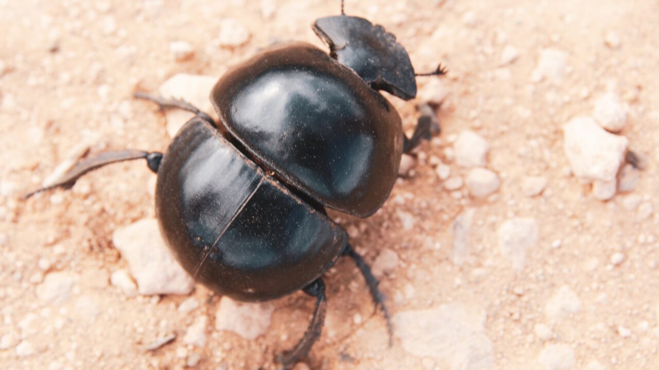 Grain & Flour Beetles in Your Pantry (Singapore)
