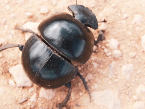 Grain & Flour Beetles in Your Pantry (Singapore)