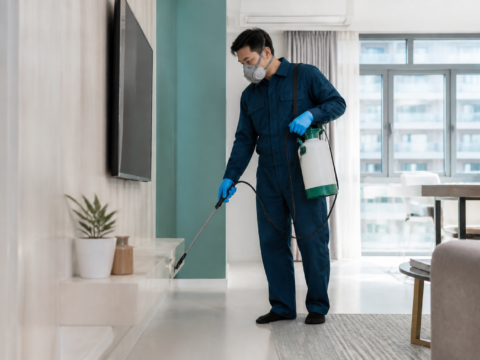 Home Pest Control in Singapore: A Complete Guide